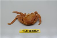藏品(白紋方蟹)的圖片